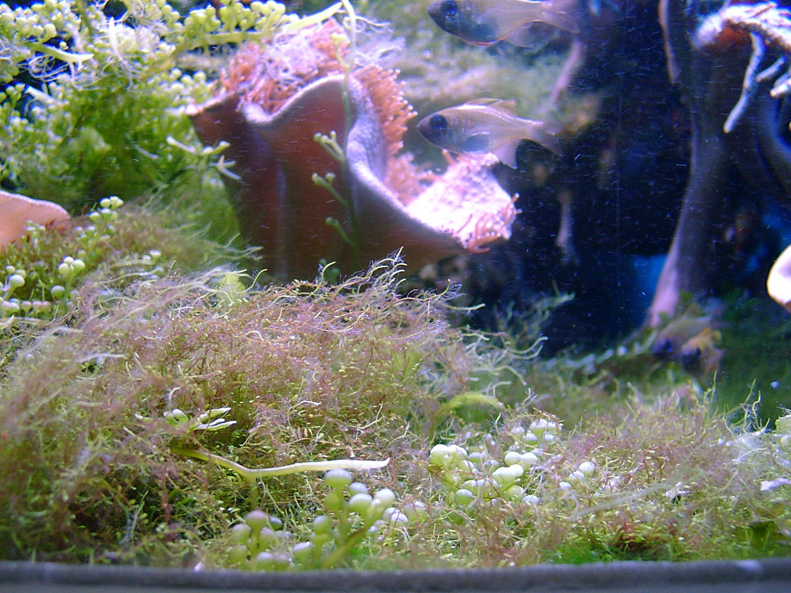 Fehmann